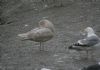 Glaucous Gull at Hole Haven Creek (Steve Arlow) (81361 bytes)